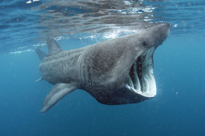 basking shark